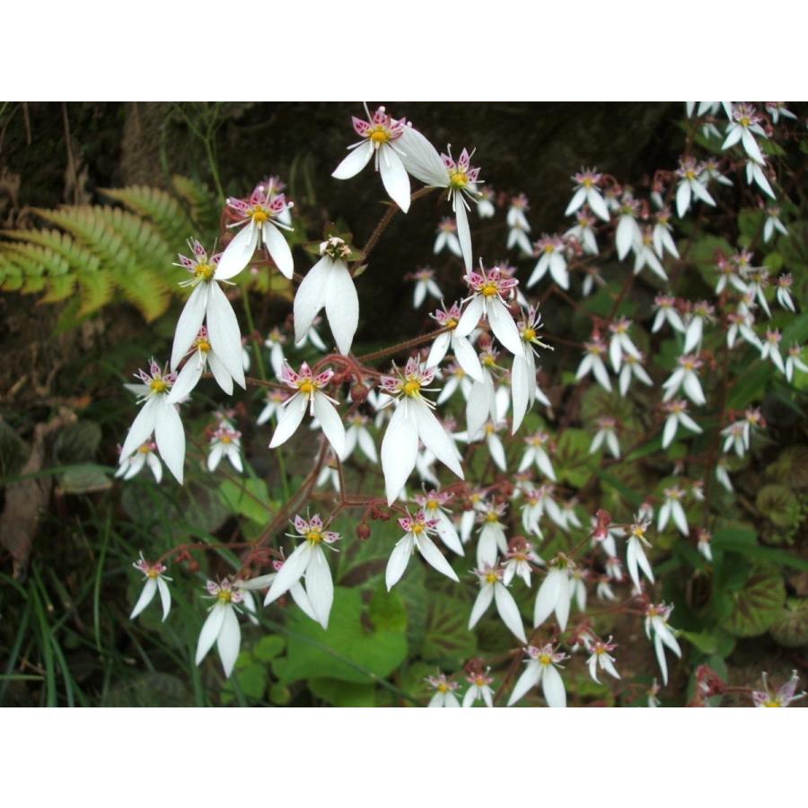 ユキノシタ 雪ノ下 ５ポットセット 日陰 中庭の名脇役に 梅雨頃小さい花が咲きます 1555 緑華園 通販 Yahoo ショッピング