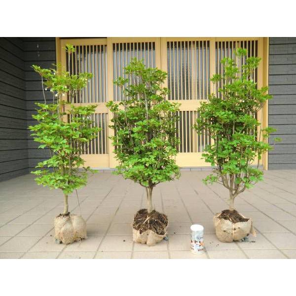 高品質 ドウダンツツジ４０ｃｍ内外 5本セット 店内限界値引き中 セルフ