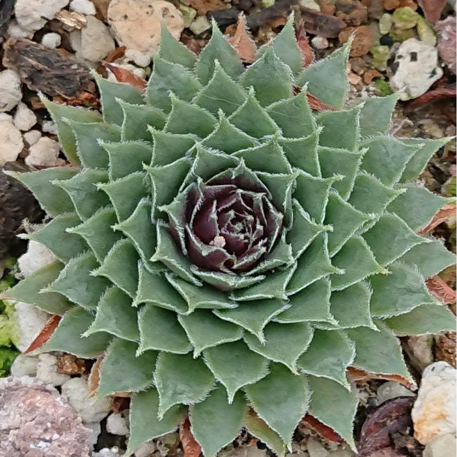 ミニ多肉植物 センペルビウム マリアラーク 国産 1株 観賞用 Tp0040 りゅうぼくのめぐみ 通販 Yahoo ショッピング