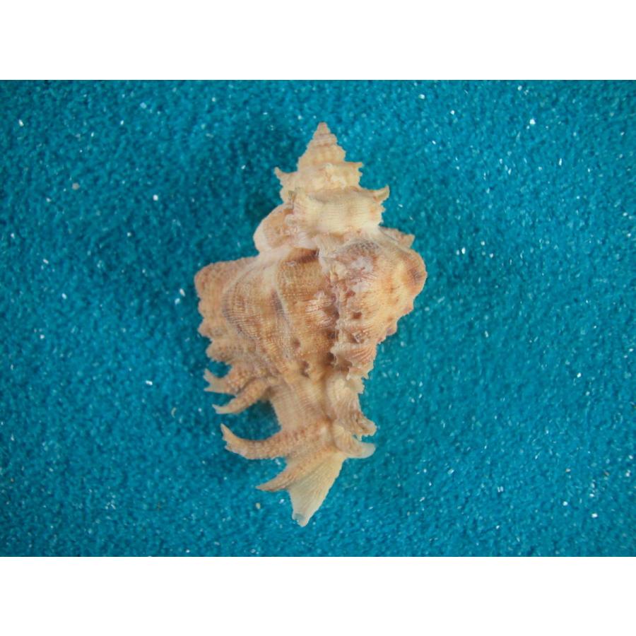 和名未定ツブリボラの一種 austramosus : 貝殻ストア - 通販 - Yahoo