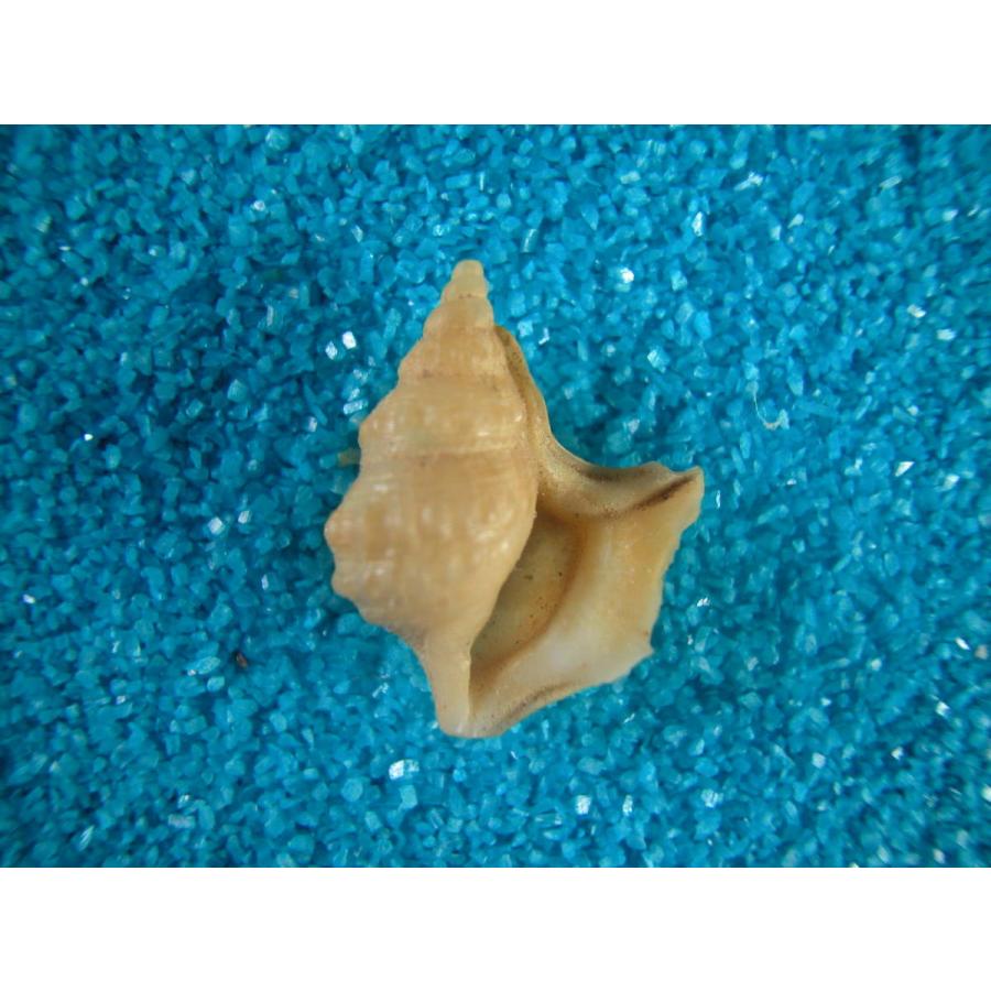 希少)アツソデガイ 蓋付き 貝殻 希少)アツソデガイ 蓋付き 貝殻