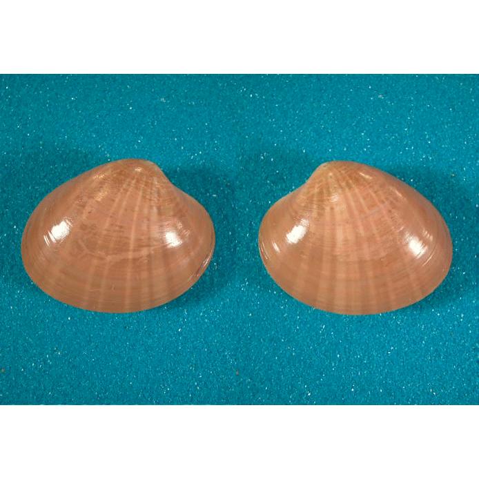 ヨーロッパワスレガイ C 9307 貝殻ストア 通販 Yahoo ショッピング