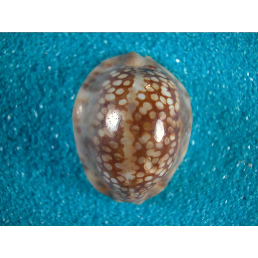 ヒメヤクシマダカラ D 貝殻ストア 通販 Yahoo ショッピング