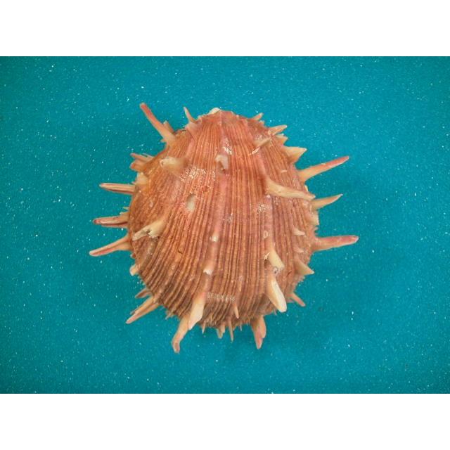 ショウジョウガイ ショウジョウガイ : 貝殻ストア - 通販 - Yahoo!ショッピング