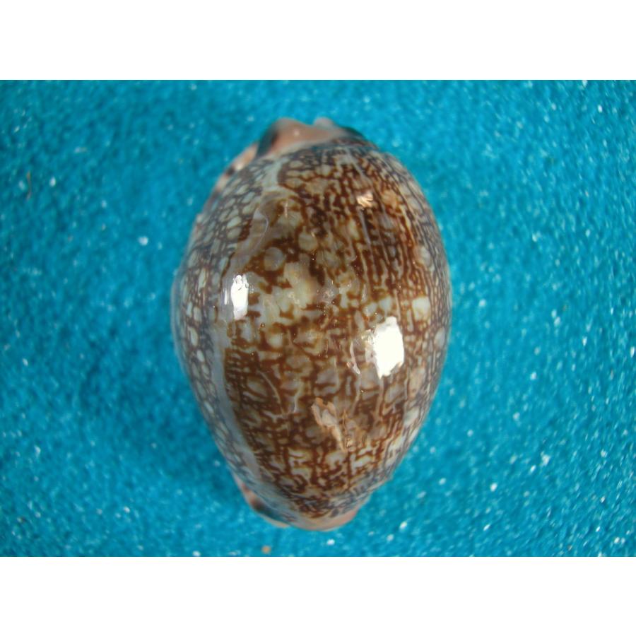 グレーヤクシマダカラ D 貝殻ストア 通販 Yahoo ショッピング