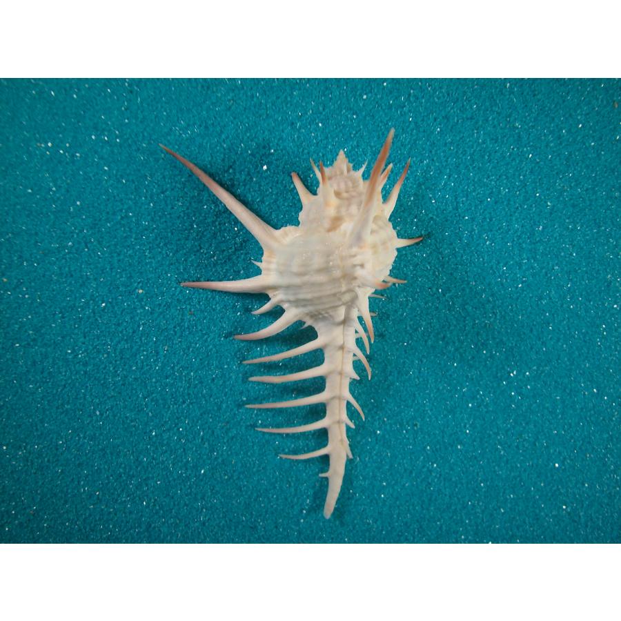 クロトゲホネガイ : 貝殻ストア - 通販 - Yahoo!ショッピング