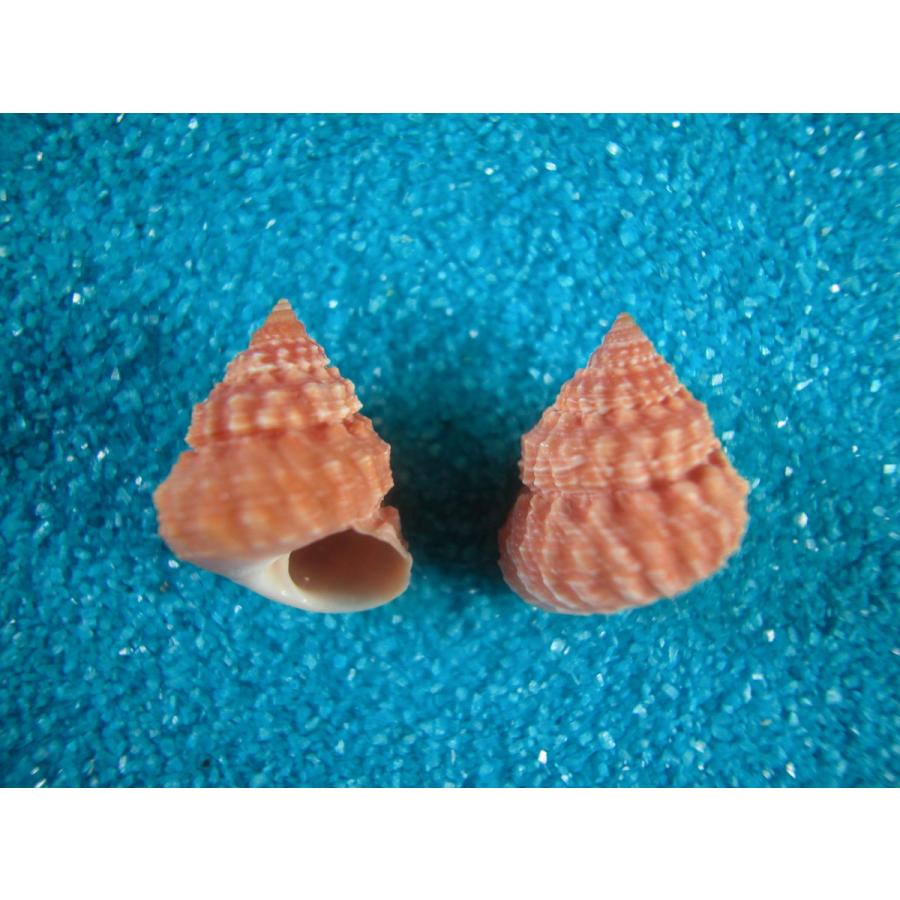 コンペイトウガイ（タマキビガイ科） : 貝殻ストア - 通販 - Yahoo
