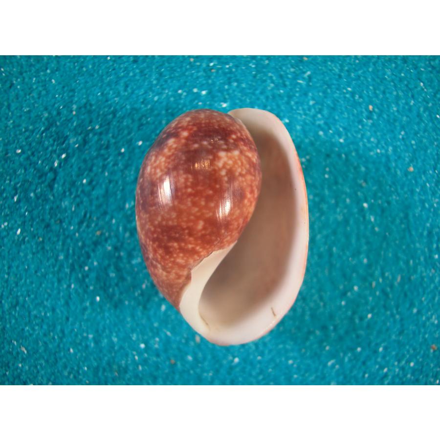 ナツメガイ(ナツメガイ科) : 貝殻ストア - 通販 - Yahoo