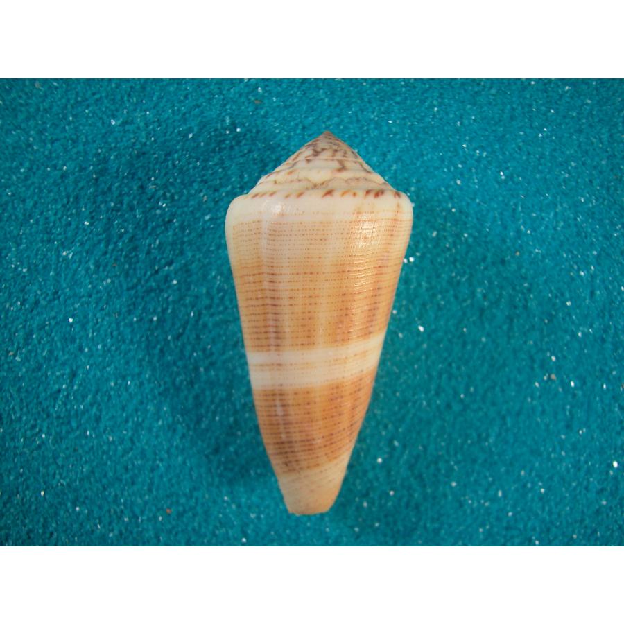 ヤキイモガイ : 貝殻ストア - 通販 - Yahoo!ショッピング