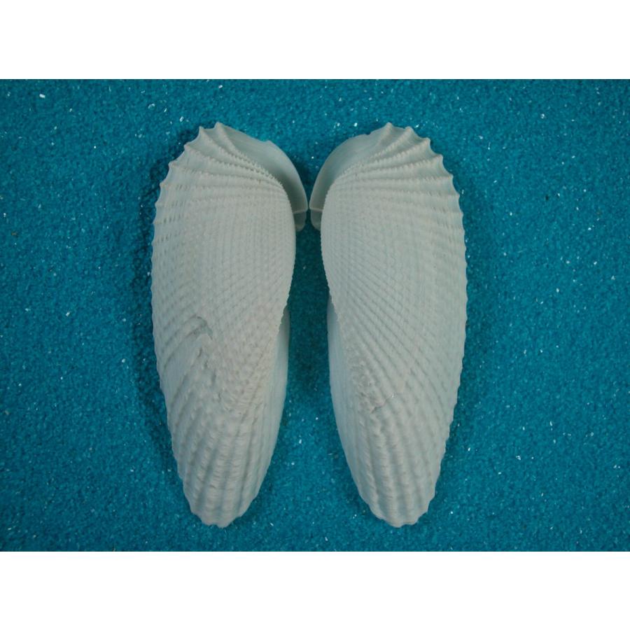 テンシノツバサ : 貝殻ストア - 通販 - Yahoo!ショッピング