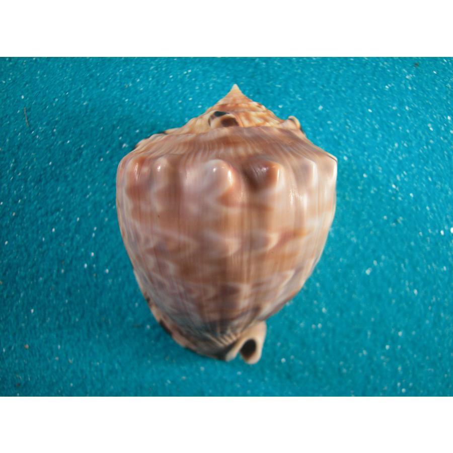 トウカムリ貝 インテリアや楽器などにどうぞ トウカムリ貝 インテリア