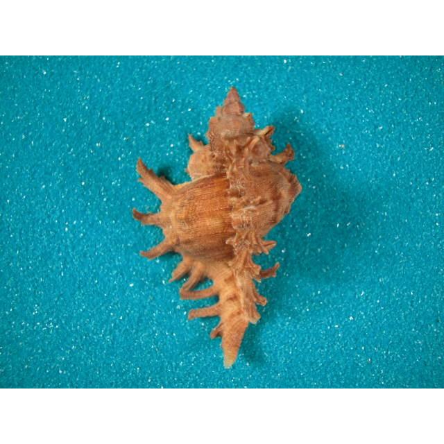 オニサザエ : 貝殻ストア - 通販 - Yahoo!ショッピング