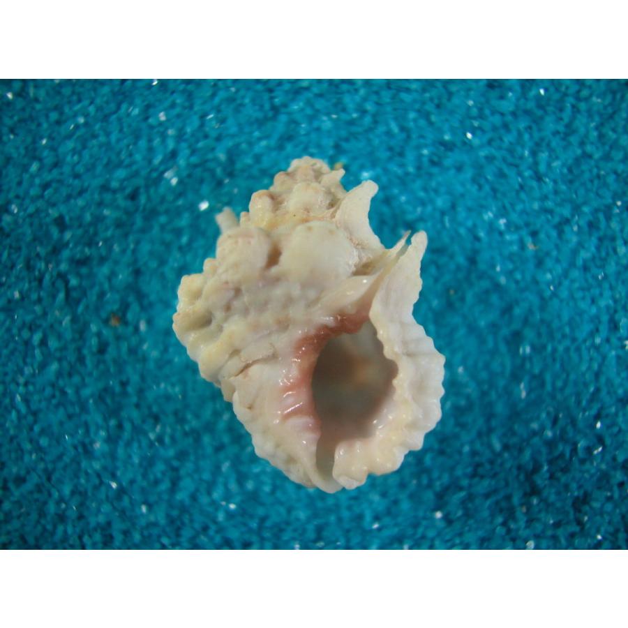 クチムラサキオキニシ : 貝殻ストア - 通販 - Yahoo!ショッピング