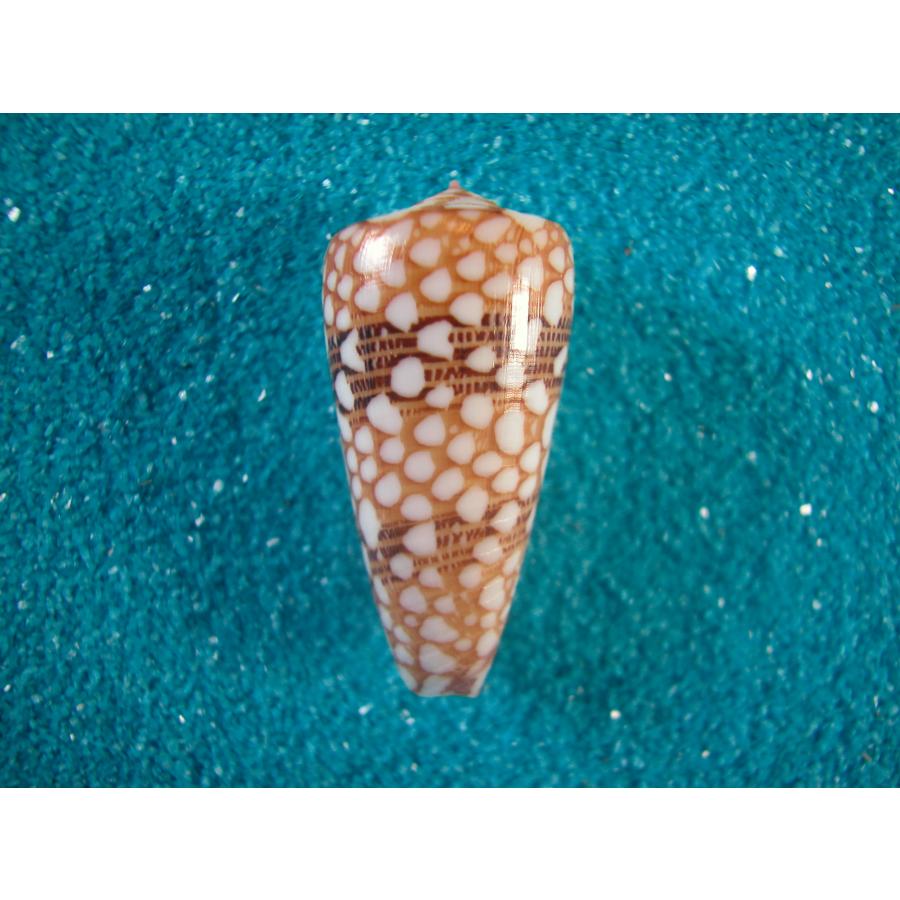 ビクターイモ : 貝殻ストア - 通販 - Yahoo!ショッピング