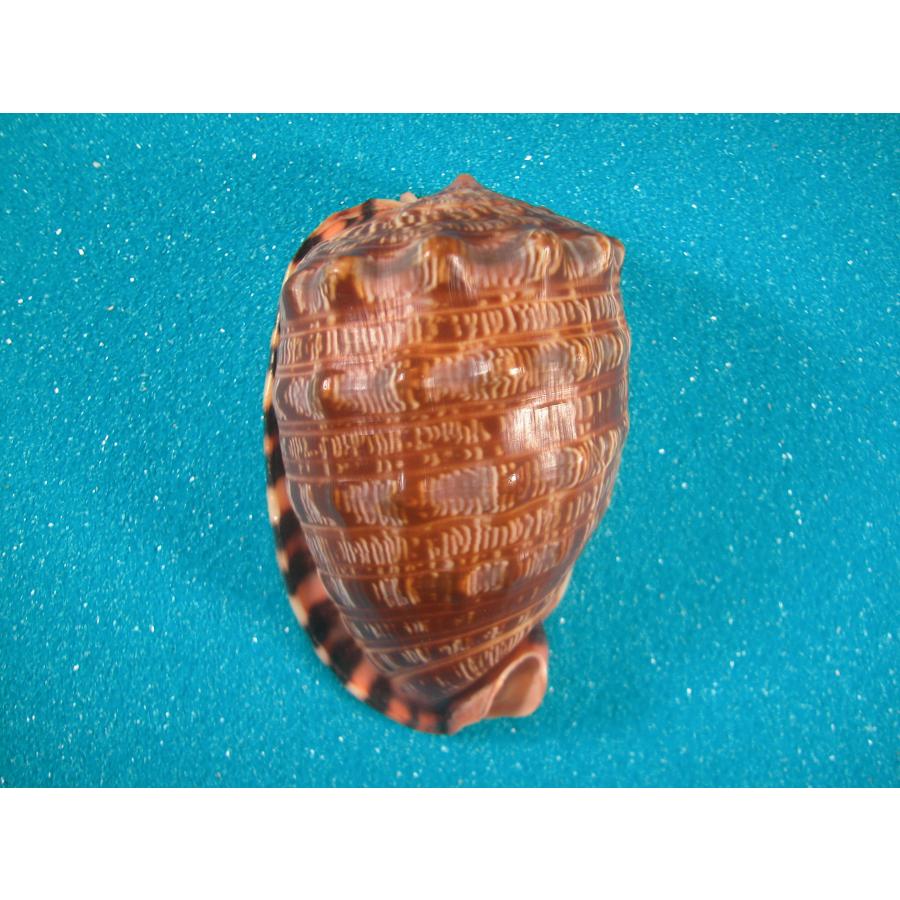 センボウガイ : 貝殻ストア - 通販 - Yahoo!ショッピング