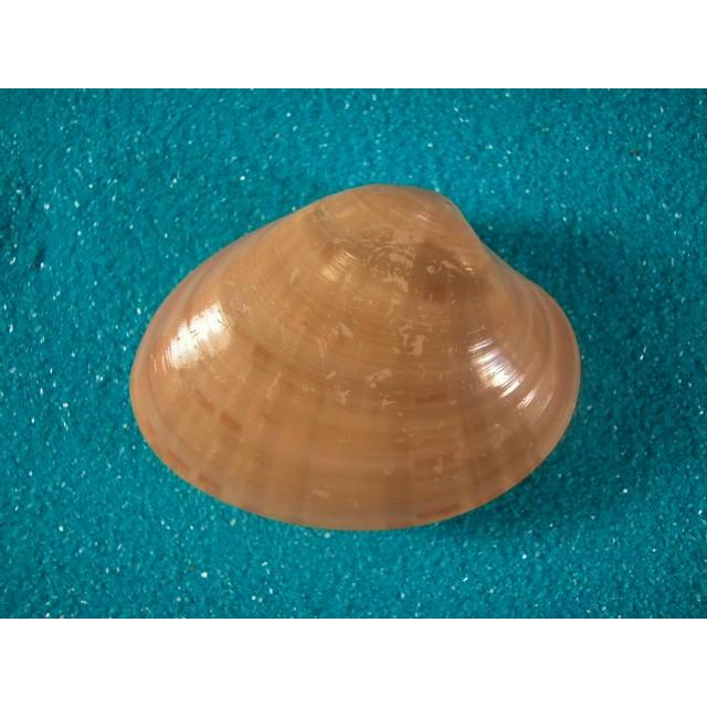 ヨーロッパワスレガイ D0956 貝殻ストア 通販 Yahoo ショッピング