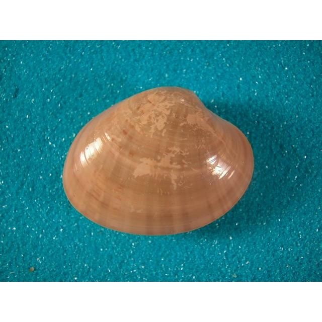 ヨーロッパワスレガイ D0958 貝殻ストア 通販 Yahoo ショッピング