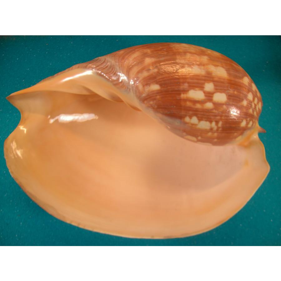 イナズマツノヤシガイ : 貝殻ストア - 通販 - Yahoo!ショッピング