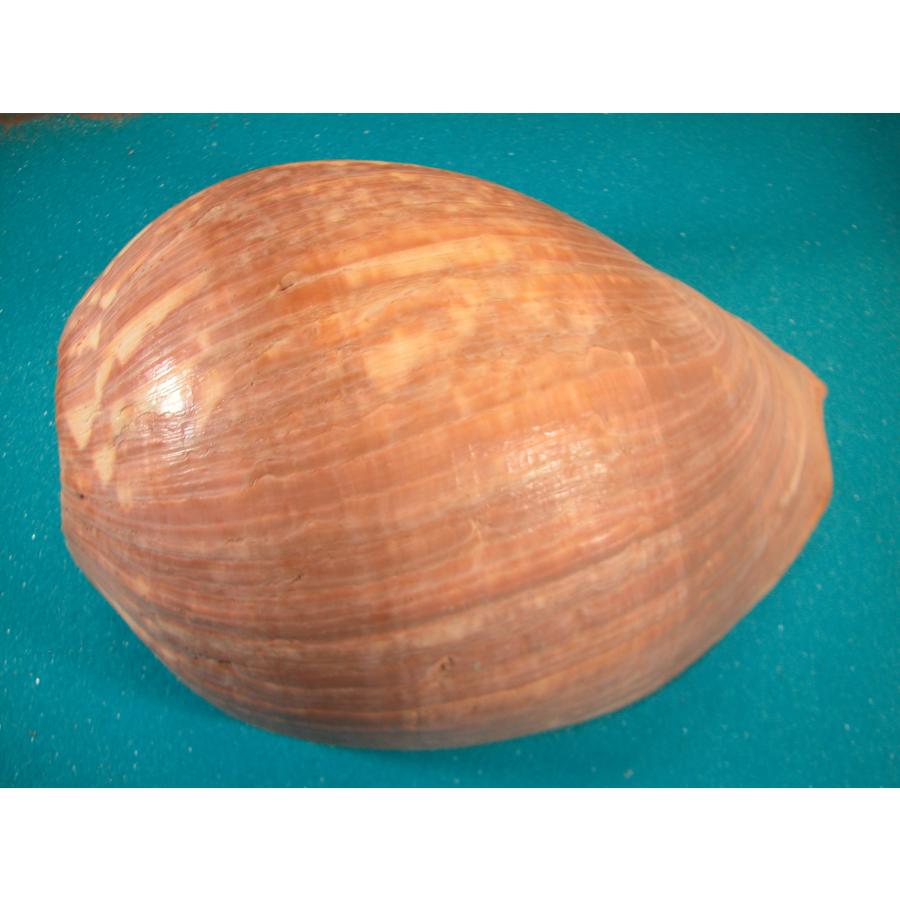 イナズマツノヤシガイ : 貝殻ストア - 通販 - Yahoo!ショッピング