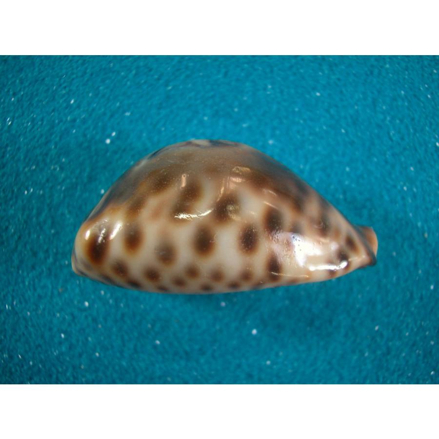 リュウグウダカラ : 貝殻ストア - 通販 - Yahoo!ショッピング