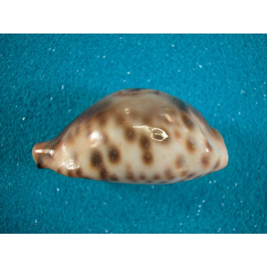 リュウグウダカラ : 貝殻ストア - 通販 - Yahoo!ショッピング
