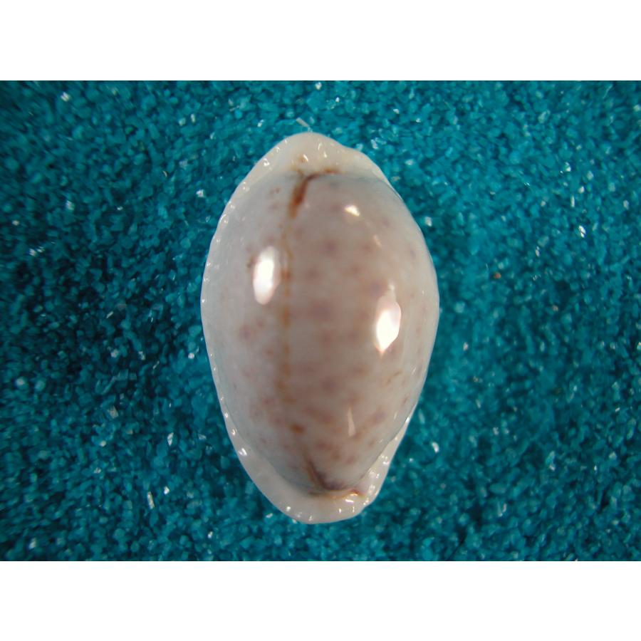 オミナエシダカラ : 貝殻ストア - 通販 - Yahoo!ショッピング