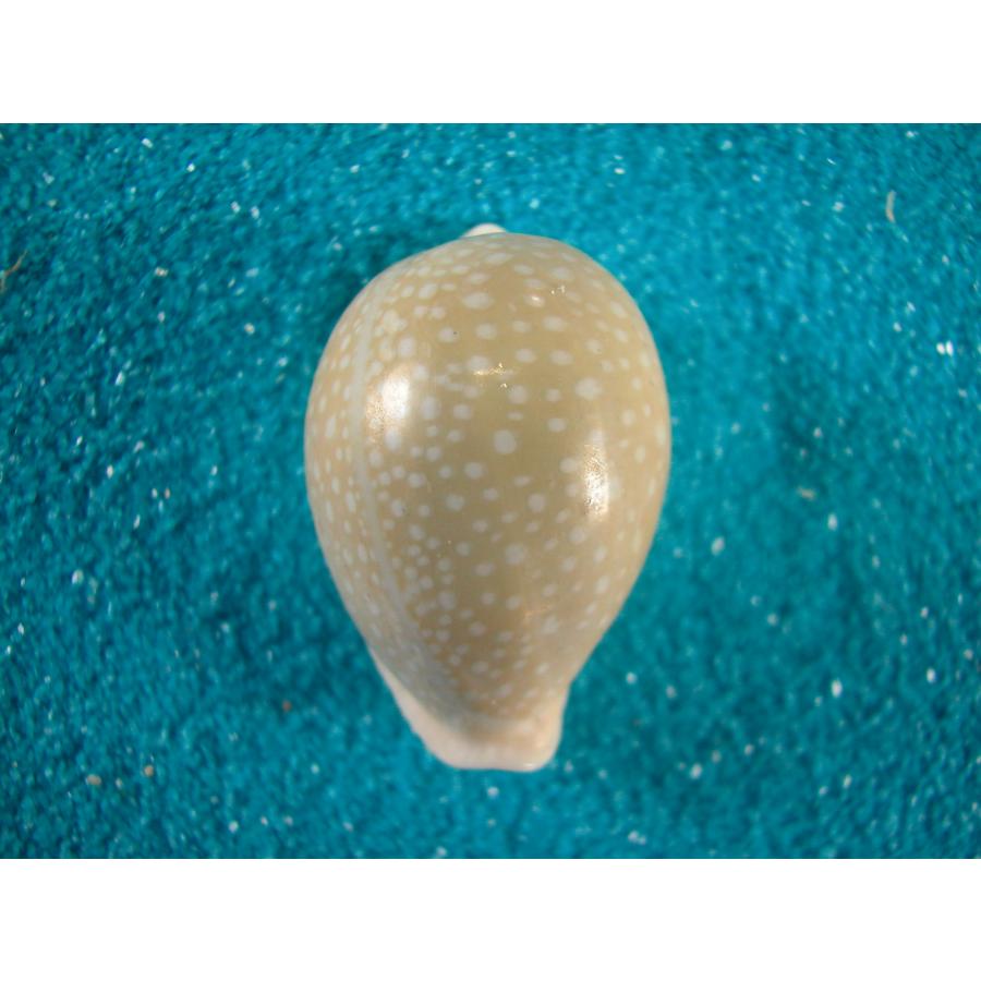 ハツユキダカラ : 貝殻ストア - 通販 - Yahoo!ショッピング