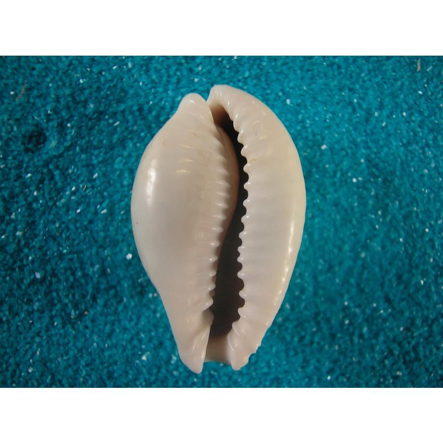 ハツユキダカラ : 貝殻ストア - 通販 - Yahoo!ショッピング