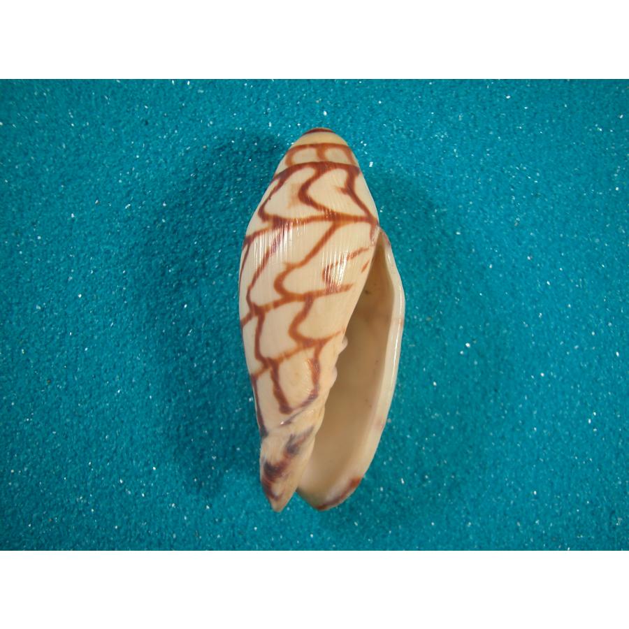 ブランデーガイ : 貝殻ストア - 通販 - Yahoo!ショッピング