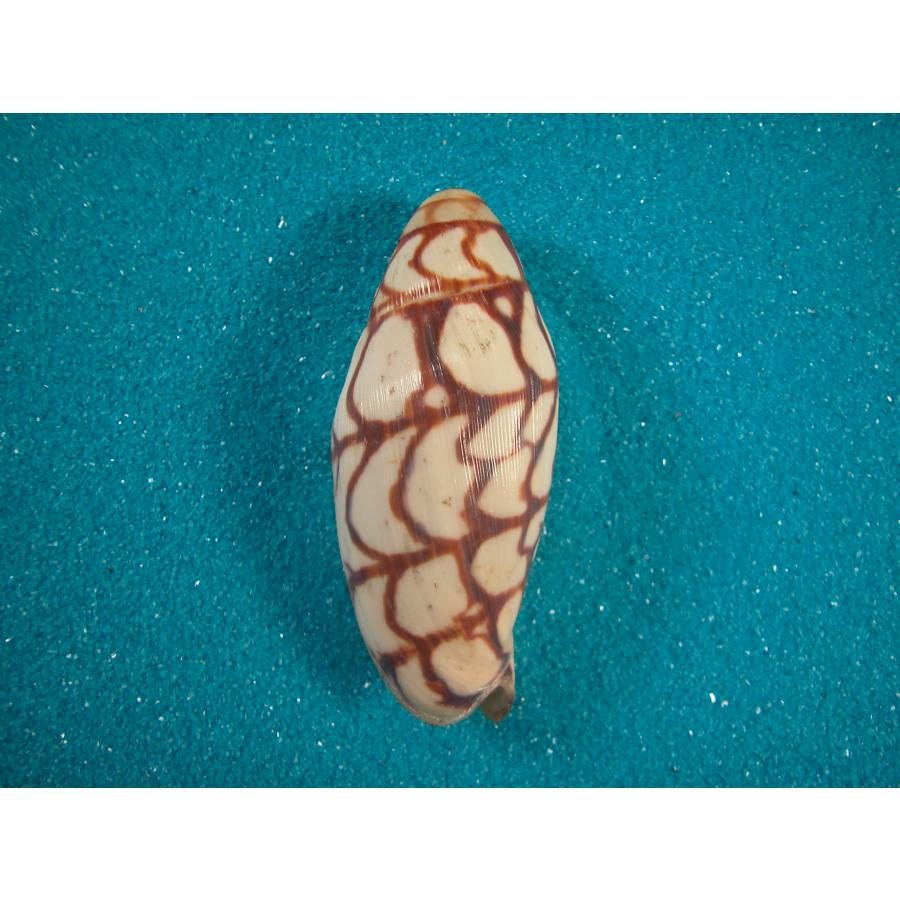 ブランデーガイ : 貝殻ストア - 通販 - Yahoo!ショッピング