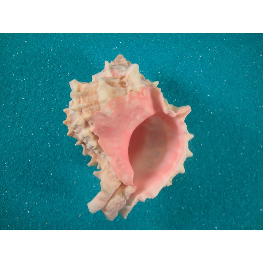 クレナイガンゼキ : 貝殻ストア - 通販 - Yahoo!ショッピング