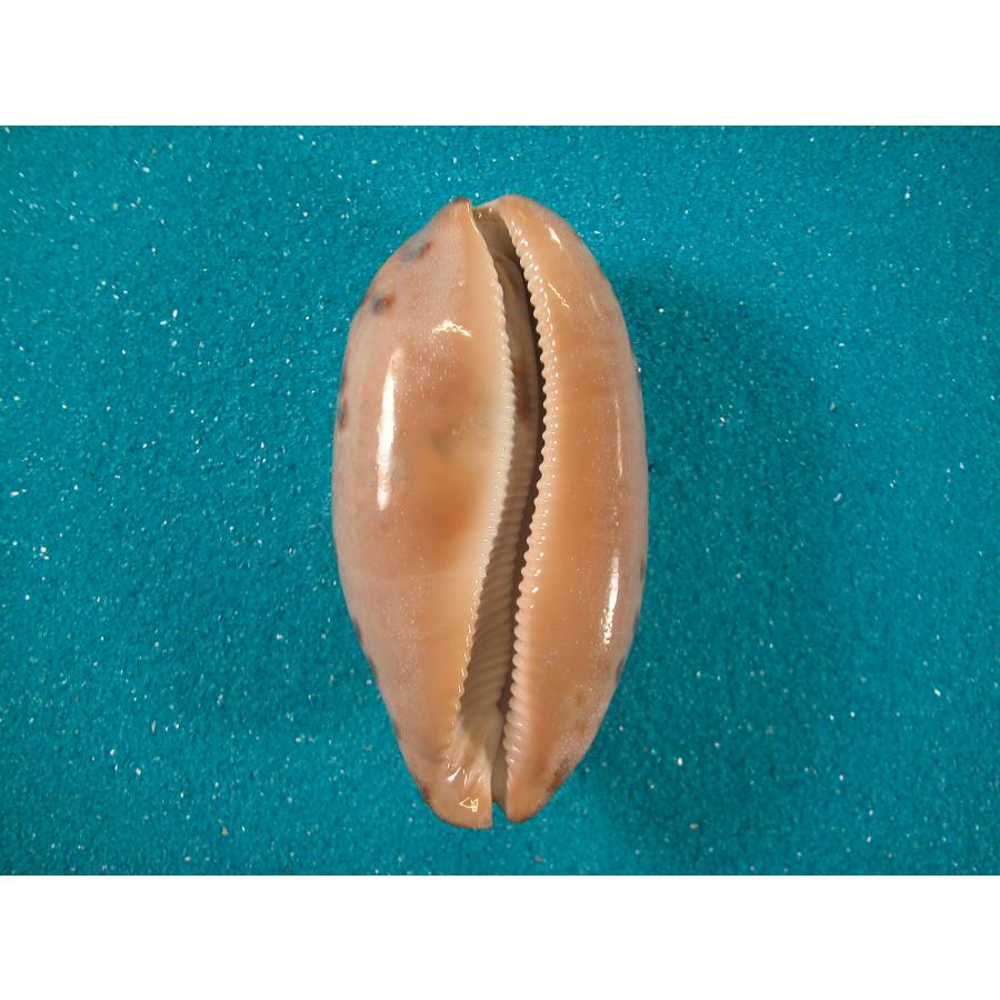 ムラクモダカラ 6個セット　10-11.2cm ムラクモダカラ : 貝殻ストア - 通販 - Yahoo!ショッピング