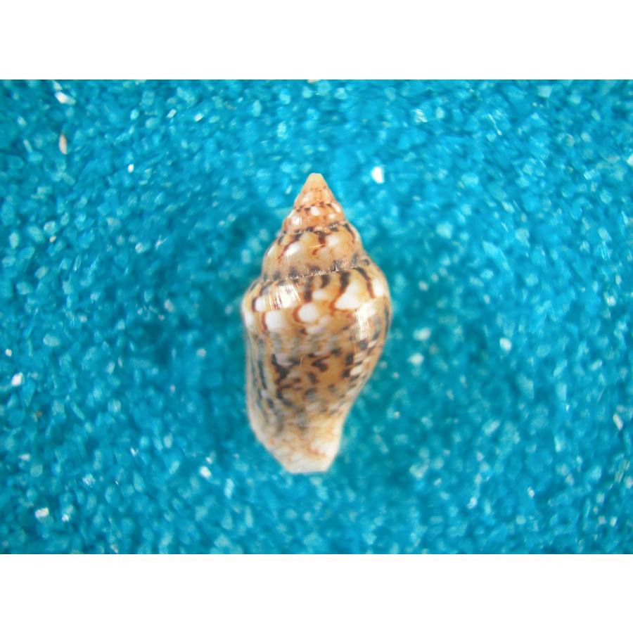 特大35cm 貝殻標本　アフリカラクダガイ アフリカタモトガイ(フトコロガイ科) : 貝殻ストア - 通販 - Yahoo