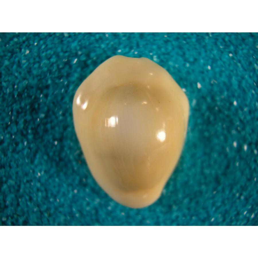 和名未定キイロダカラのf,Cypraea moneta form barthelemeyi, : 貝殻