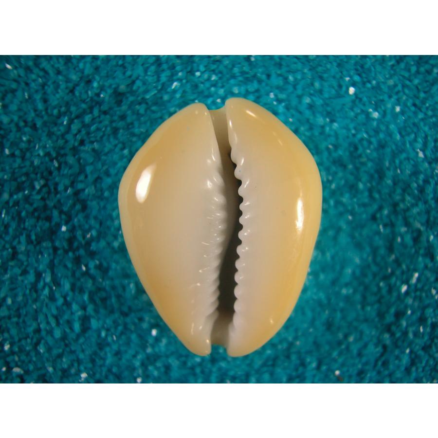 タカラガイ、貝殻、カバフダカラ、ニガー タカラガイ、貝殻、カバフダカラ、ニガー タカラガイ、貝殻