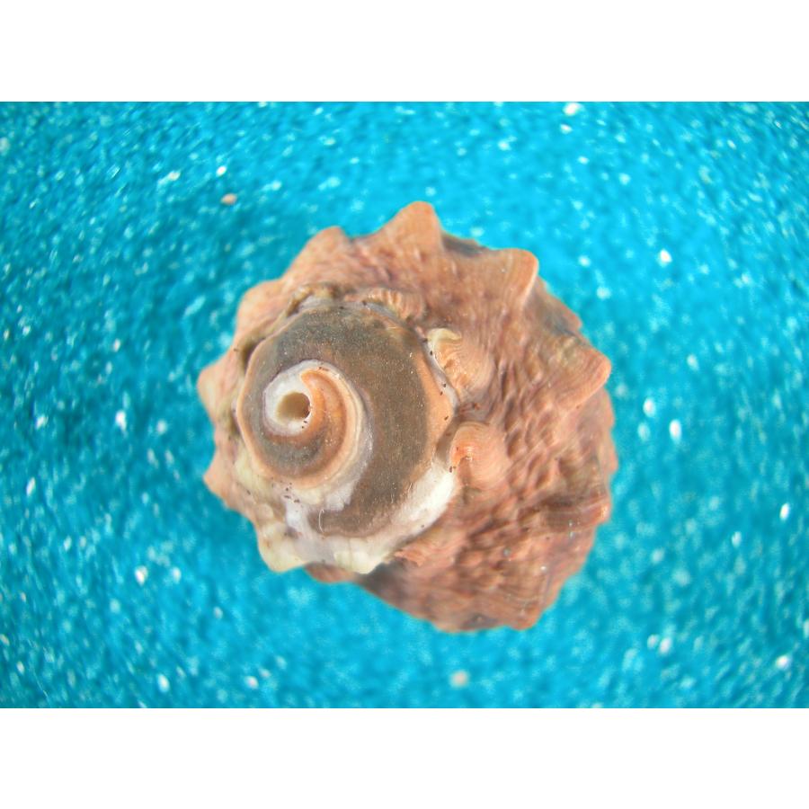 カンギク : 貝殻ストア - 通販 - Yahoo!ショッピング