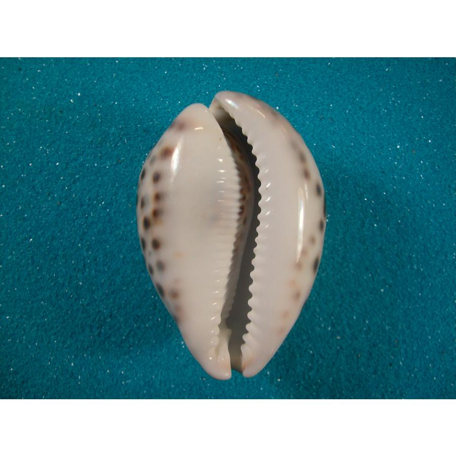 巨大 ホシダカラガイ ホシダカラ : 貝殻ストア - 通販 - Yahoo!ショッピング