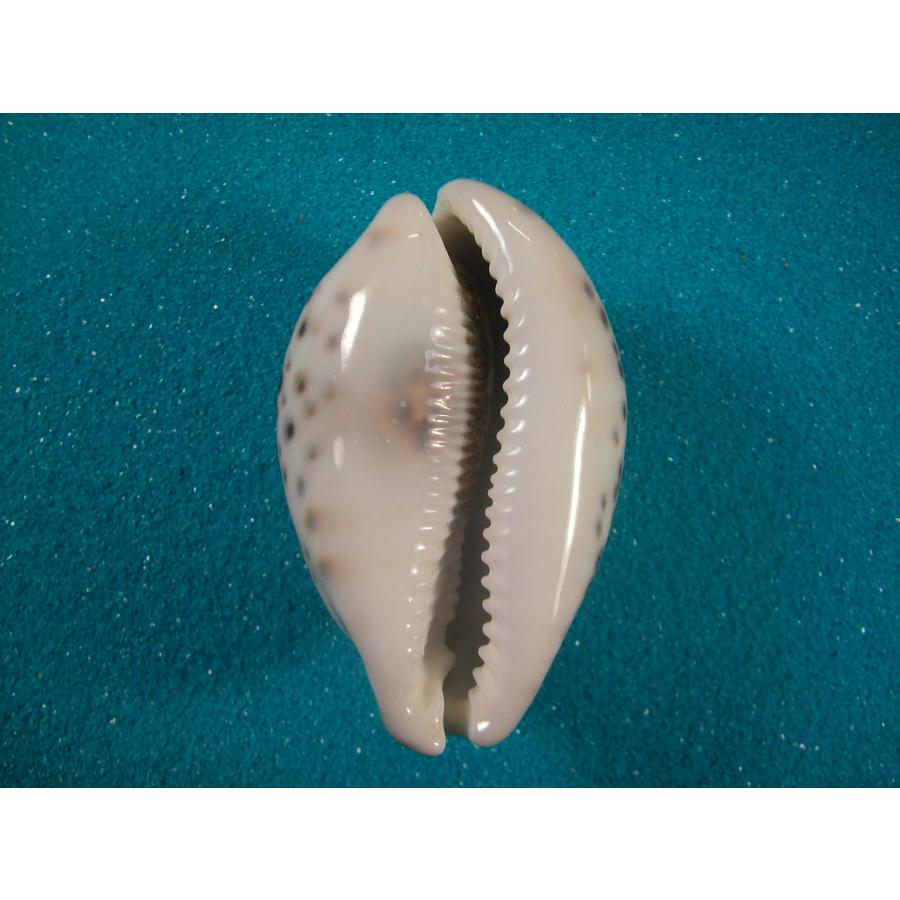 ホシタカラガイ　貝殻 ホシダカラ : 貝殻ストア - 通販 - Yahoo!ショッピング