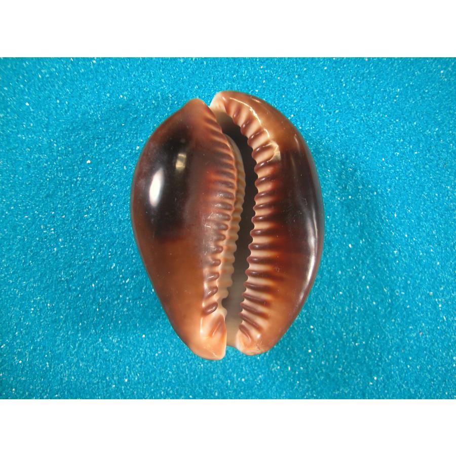 【希少　1点限定　過去最大殻高】殻高ハチジョウダカラ　標本　貝殻　タカラガイ 希少 1点限定 過去最大殻高】殻高ハチジョウダカラ 標本 貝殻