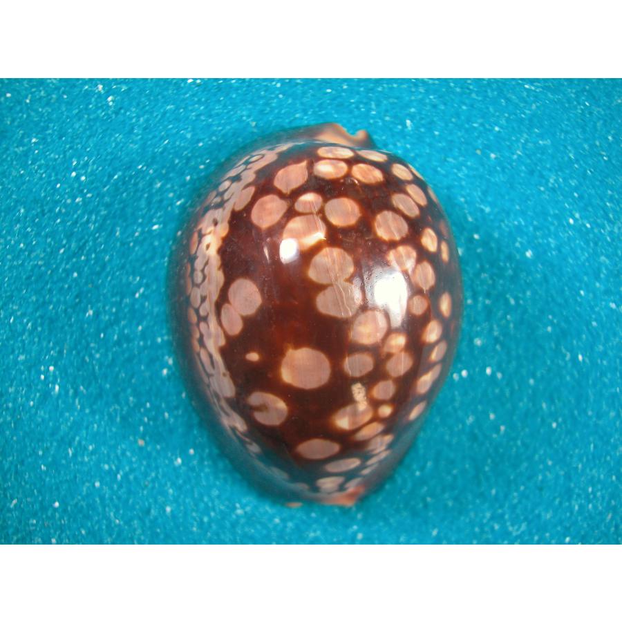 ハチジョウダカラ : 貝殻ストア - 通販 - Yahoo!ショッピング