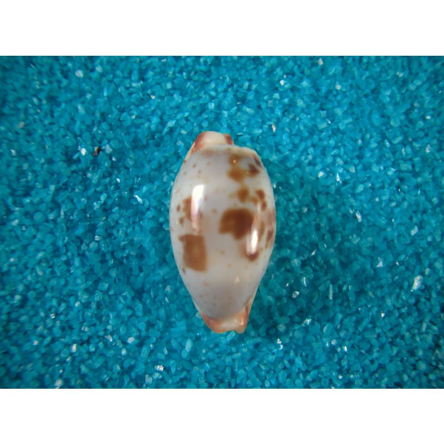 タカラガイ、貝殻、びーどろダカラ 貝殻 ビードロダカラ (タカラガイ科) - メルカリ
