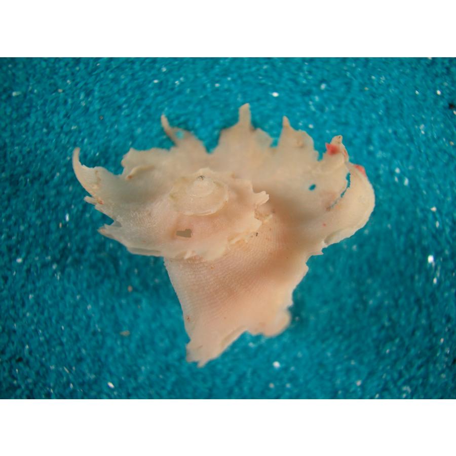 貝殻　まとめ売り　レア トサキキョウニシ : 貝殻ストア - 通販 - Yahoo!ショッピング