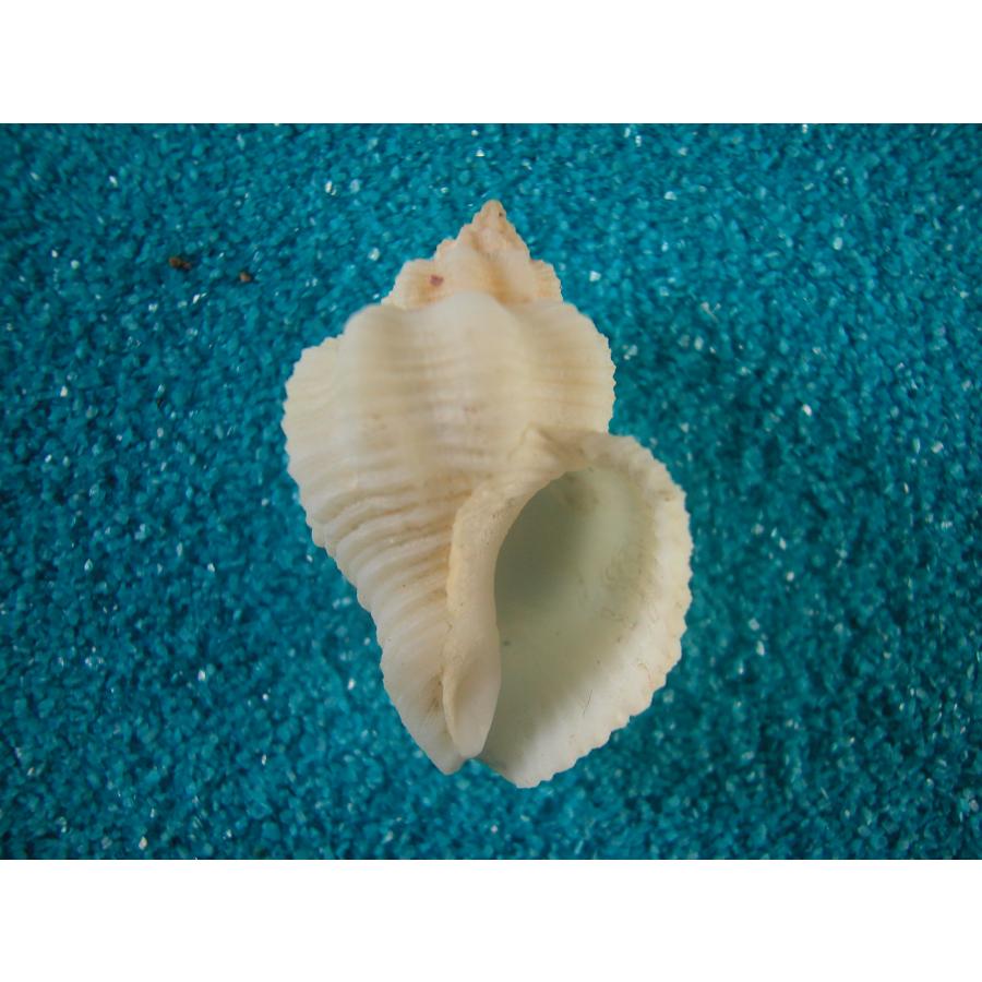 キグチホラダマシ : 貝殻ストア - 通販 - Yahoo!ショッピング