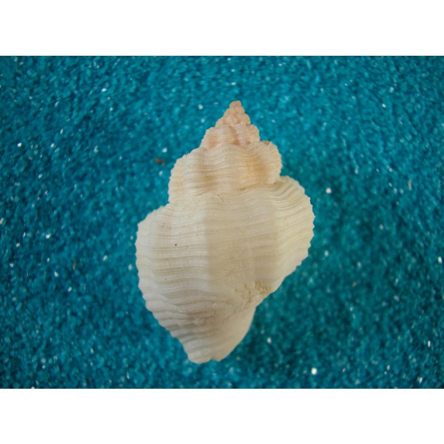 キグチホラダマシ : 貝殻ストア - 通販 - Yahoo!ショッピング