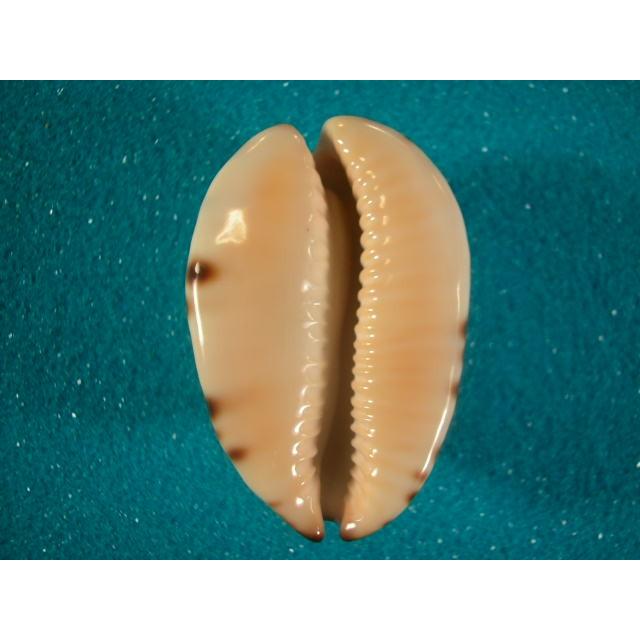 ニセオニギリダカラ : 貝殻ストア - 通販 - Yahoo!ショッピング