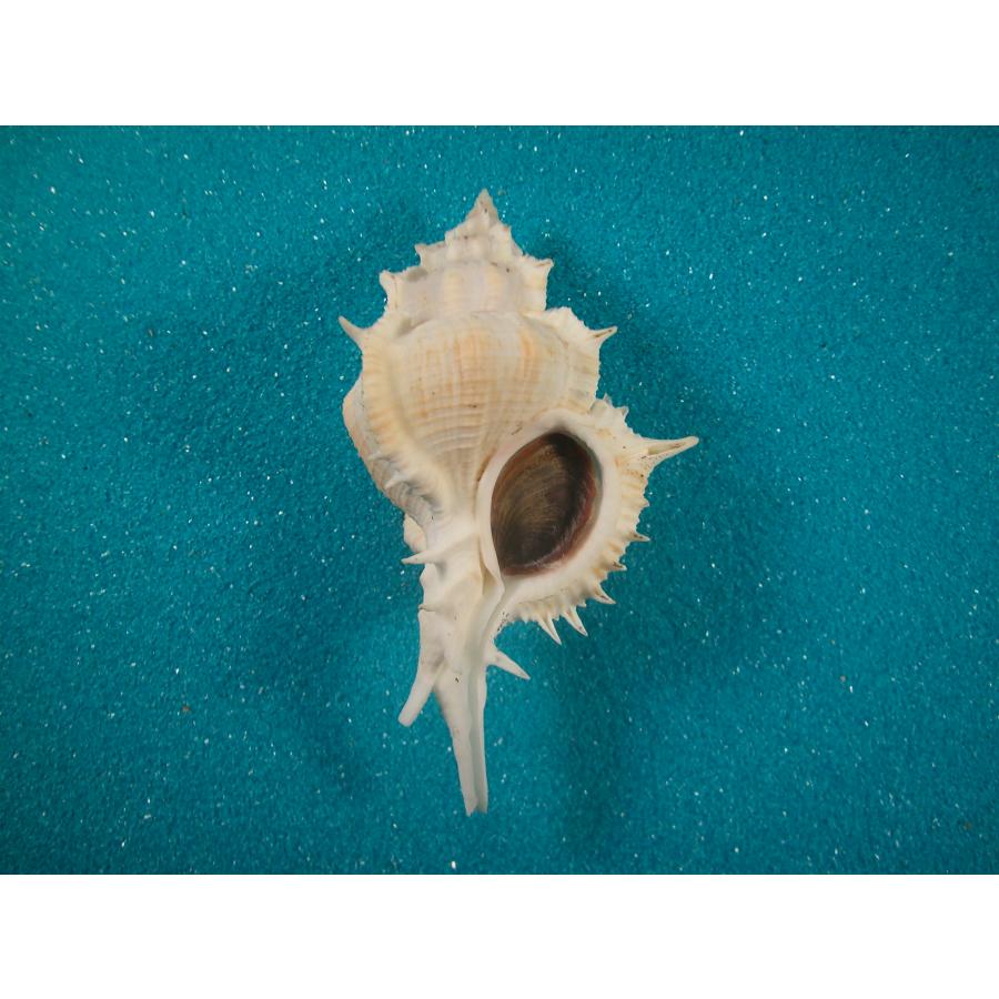 貝殻標本　クマサカガイ　蓋つきセット販売 クマサカガイB品【約8～10cm/1個】 En:Pallid Carrier (Size:8