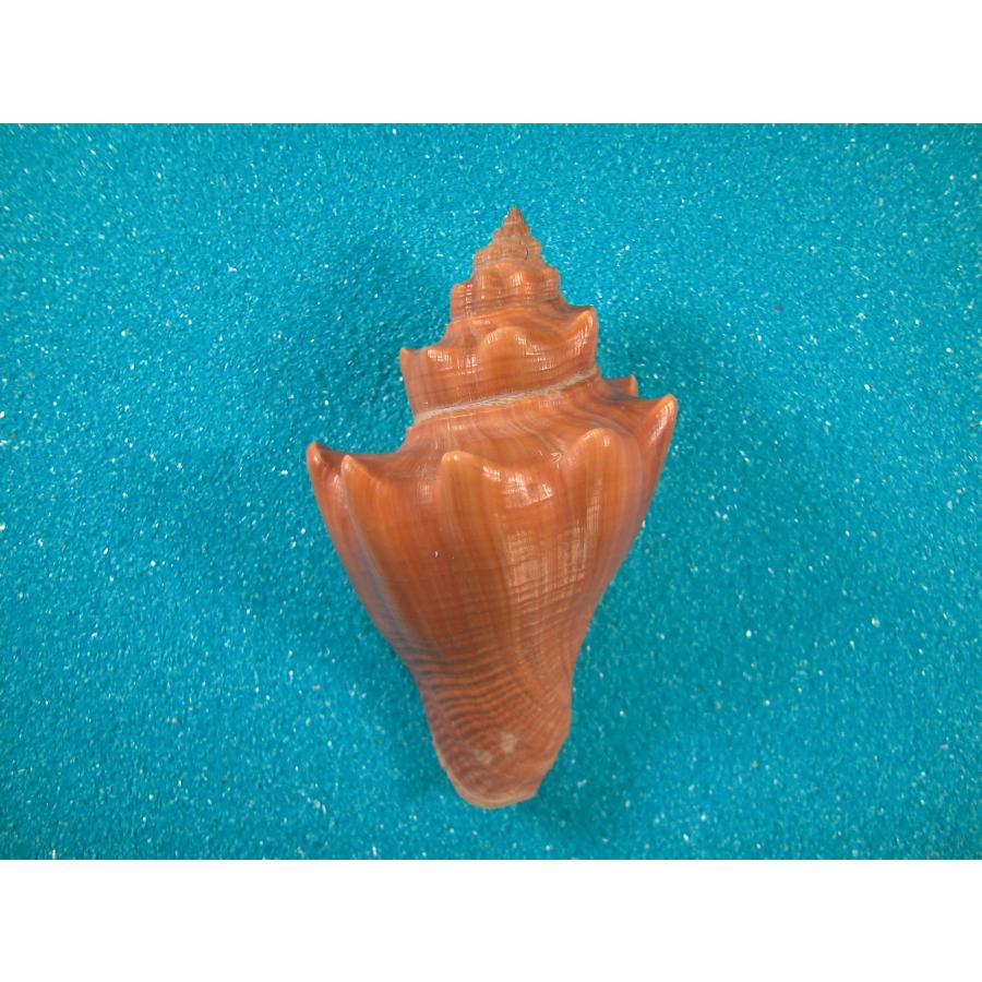 アツテングニシ(カンムリボラ科) : 貝殻ストア - 通販 - Yahoo