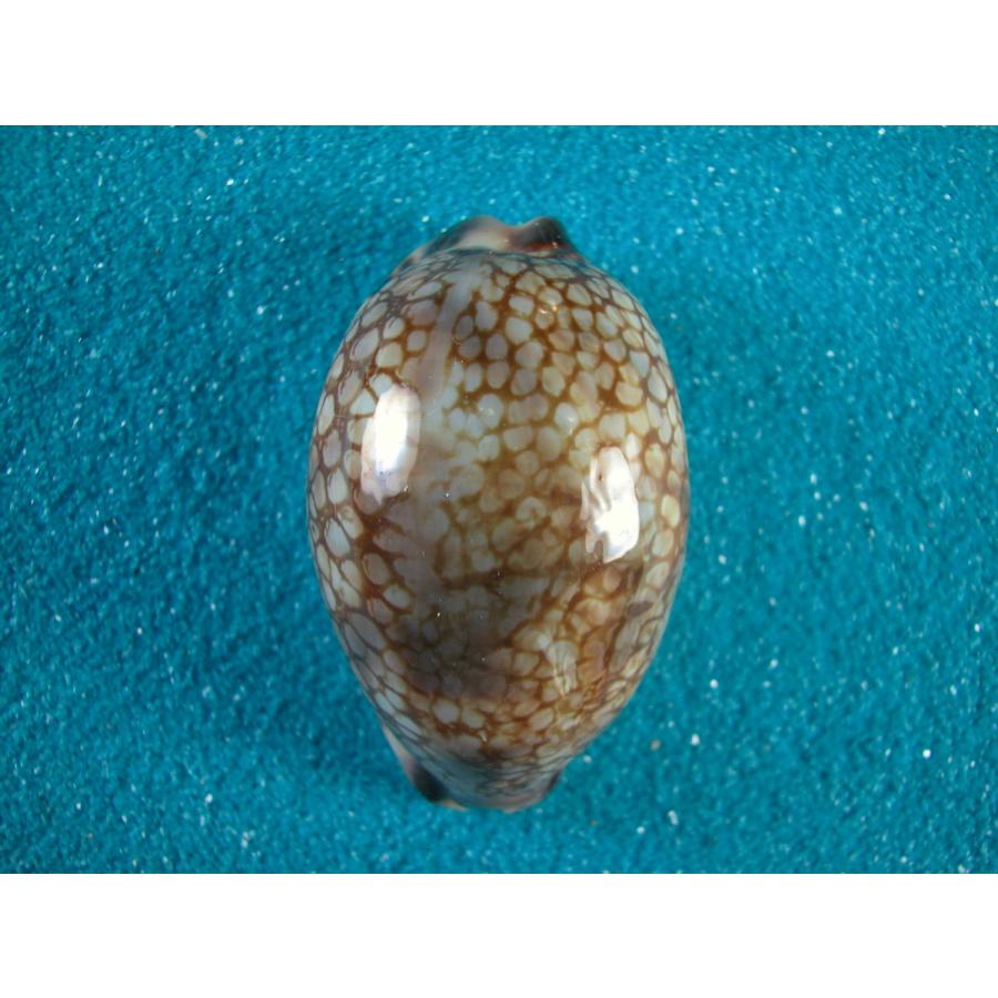 ニセヤクシマダカラ D 貝殻ストア 通販 Yahoo ショッピング