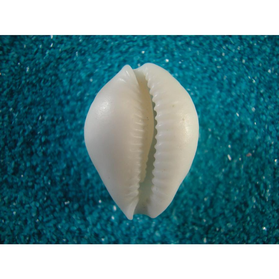 へ*読様 ハワイハチジョウダカラ ハワイホシダカラ 宝貝 貝殻 標本