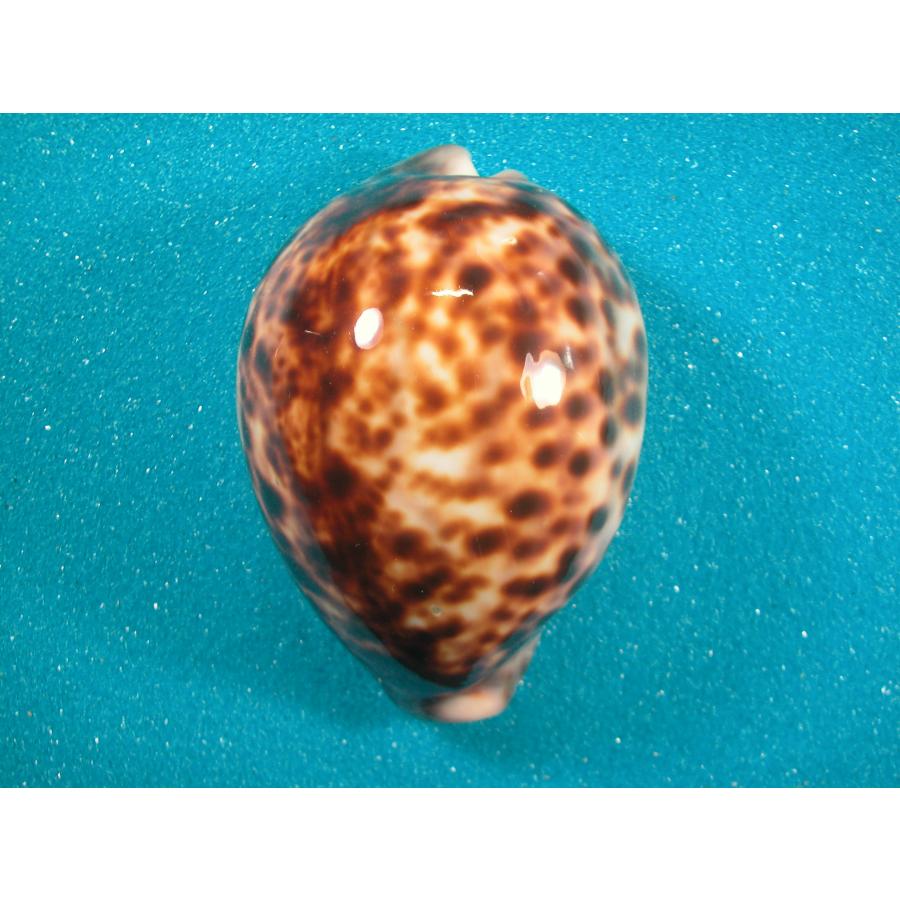 タカラガイ（ハワイホシダカラ？）2個セット　インテリアに ハワイホシダカラ : 貝殻ストア - 通販 - Yahoo!ショッピング